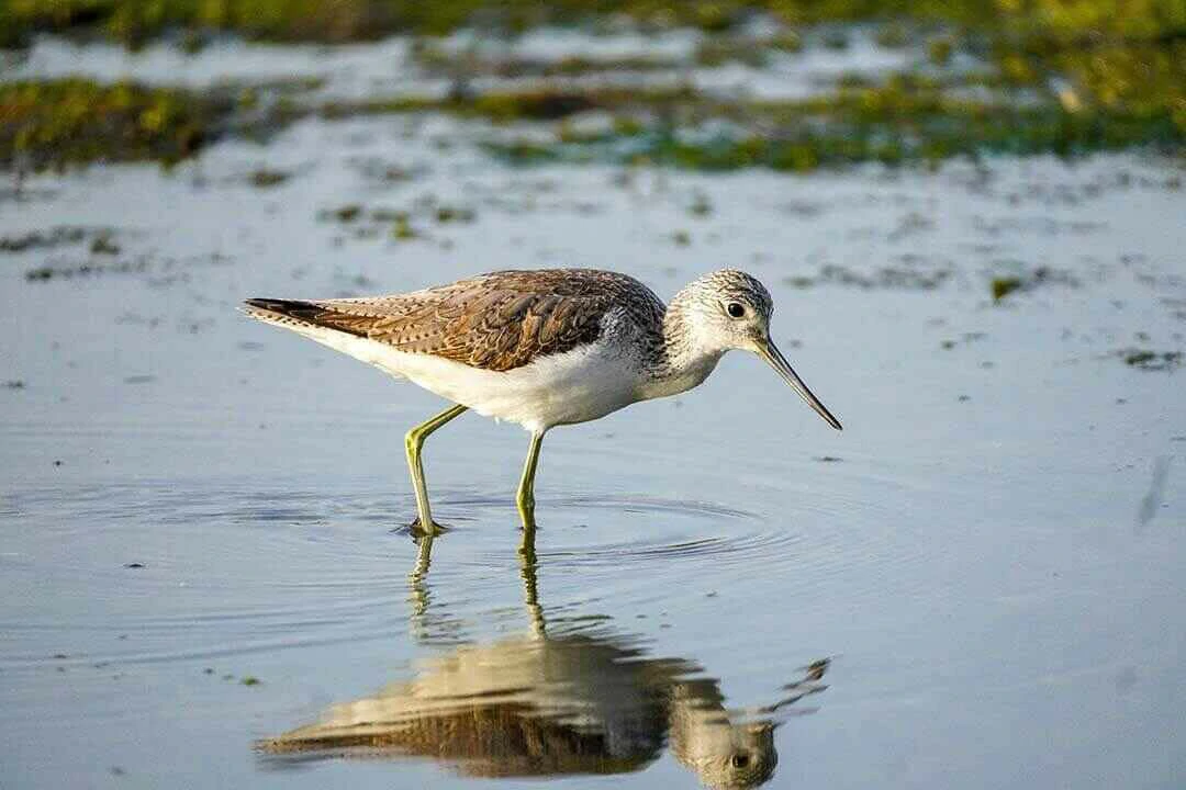 Common Greenshank